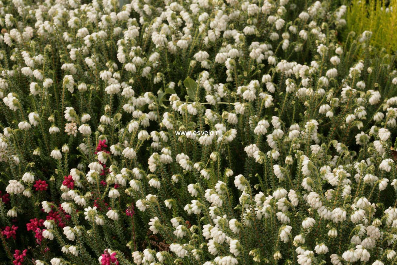 Erica mackaiana 'Dr. Ronald Gray'