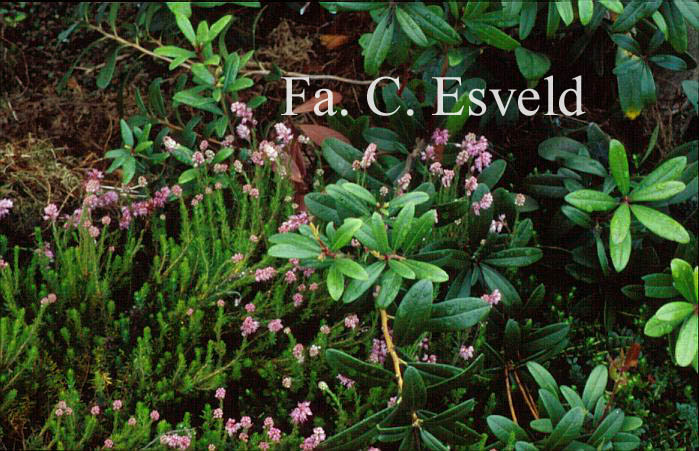 Erica spiculifolia 'Balkan Rose'