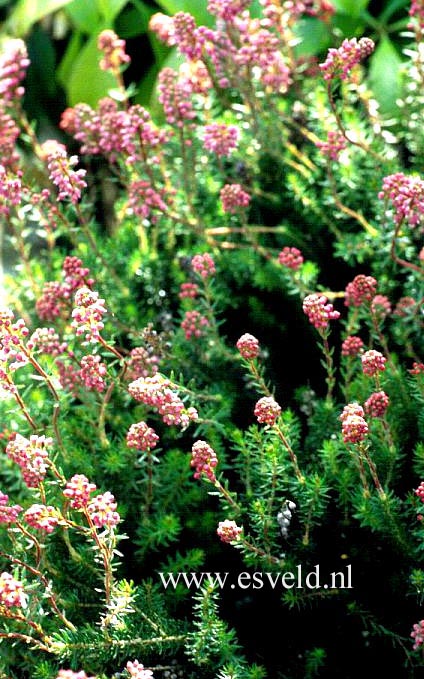 Erica spiculifolia