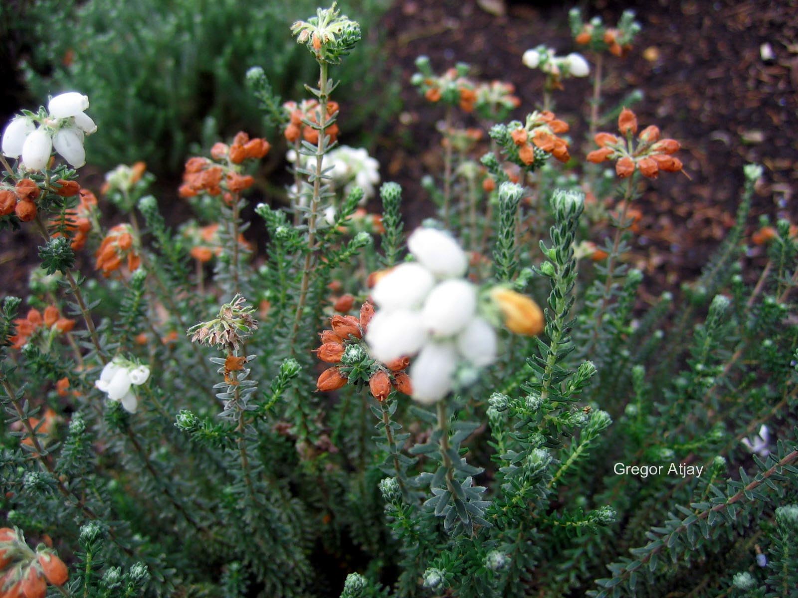 Erica tetralix 'Alba'