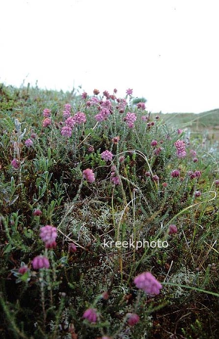 Erica tetralix
