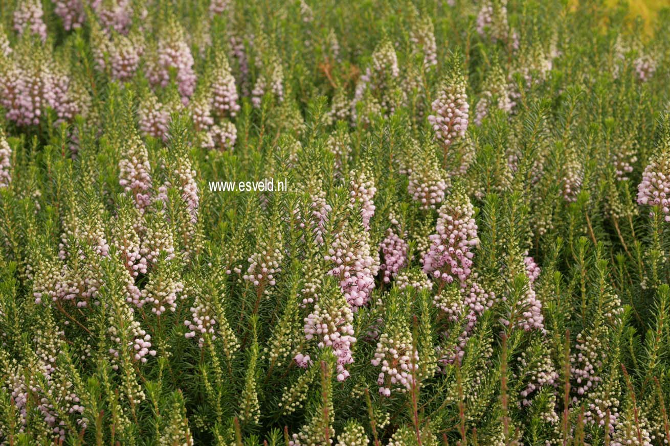 Erica vagans 'Holden Pink'