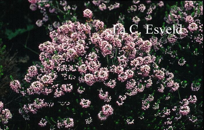 Erica vagans 'Pyrenees Pink'