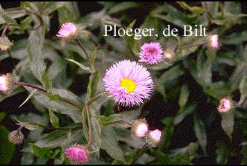 Erigeron 'Adria'