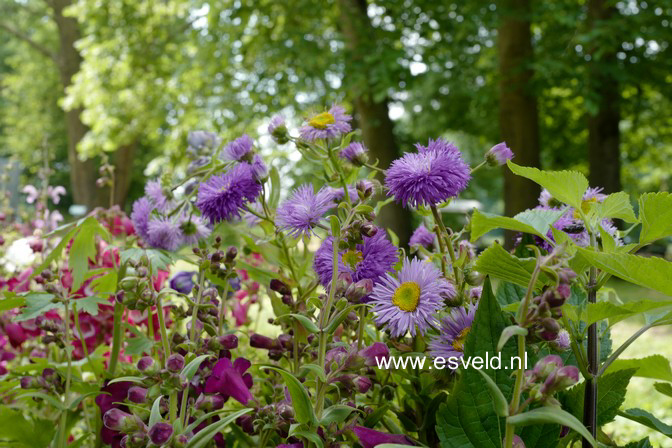 Erigeron 'Azure Beauty'