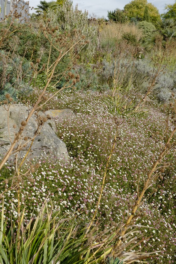 Erigeron karvinskianus