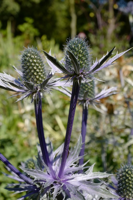 Eryngium bourgatii