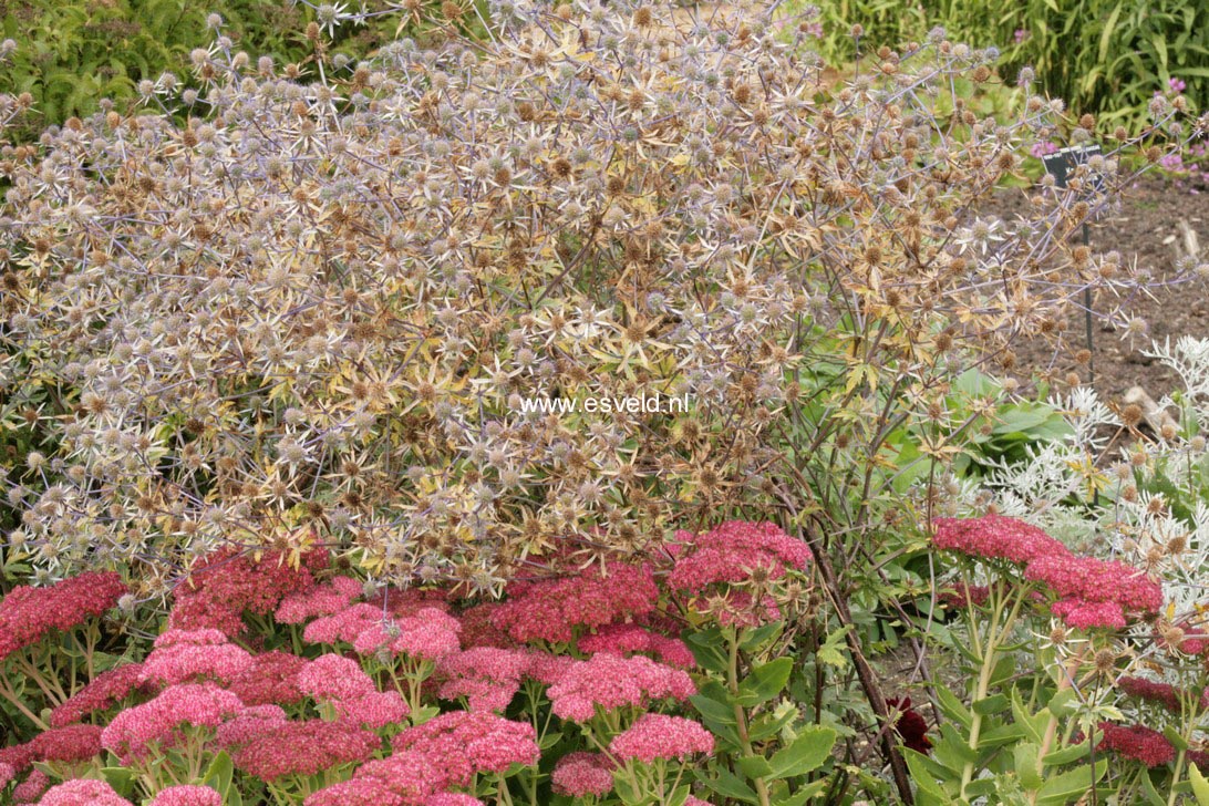 Eryngium tripartitum
