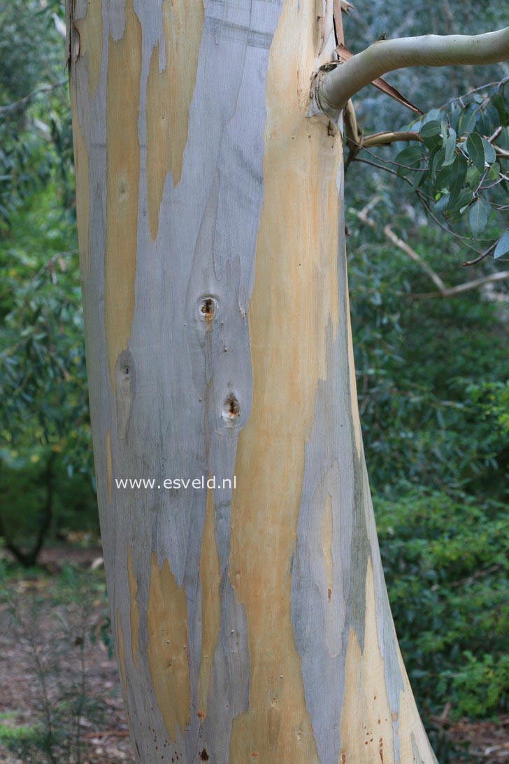 Eucalyptus glaucescens