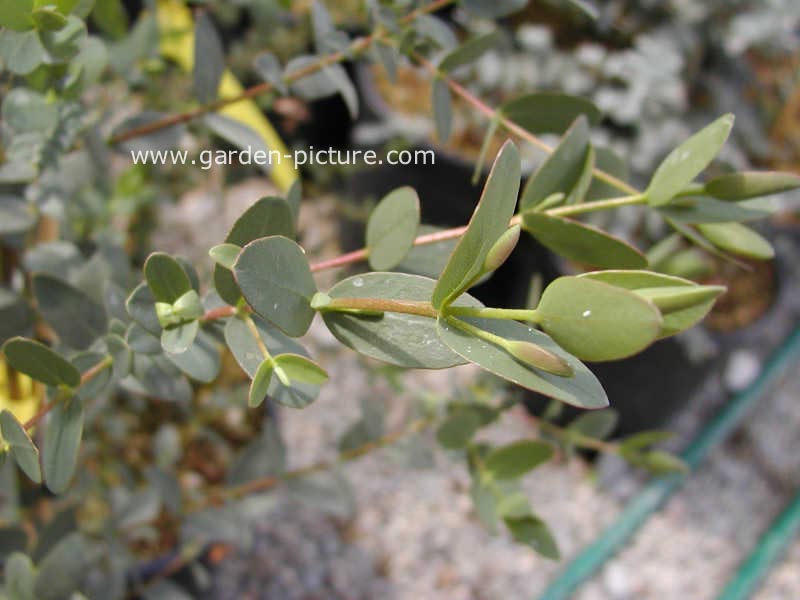 Eucalyptus parvifolia