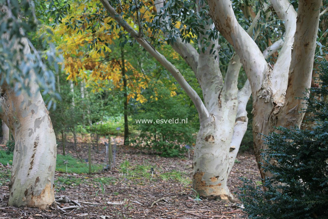 Eucalyptus pauciflora debeuzevillei