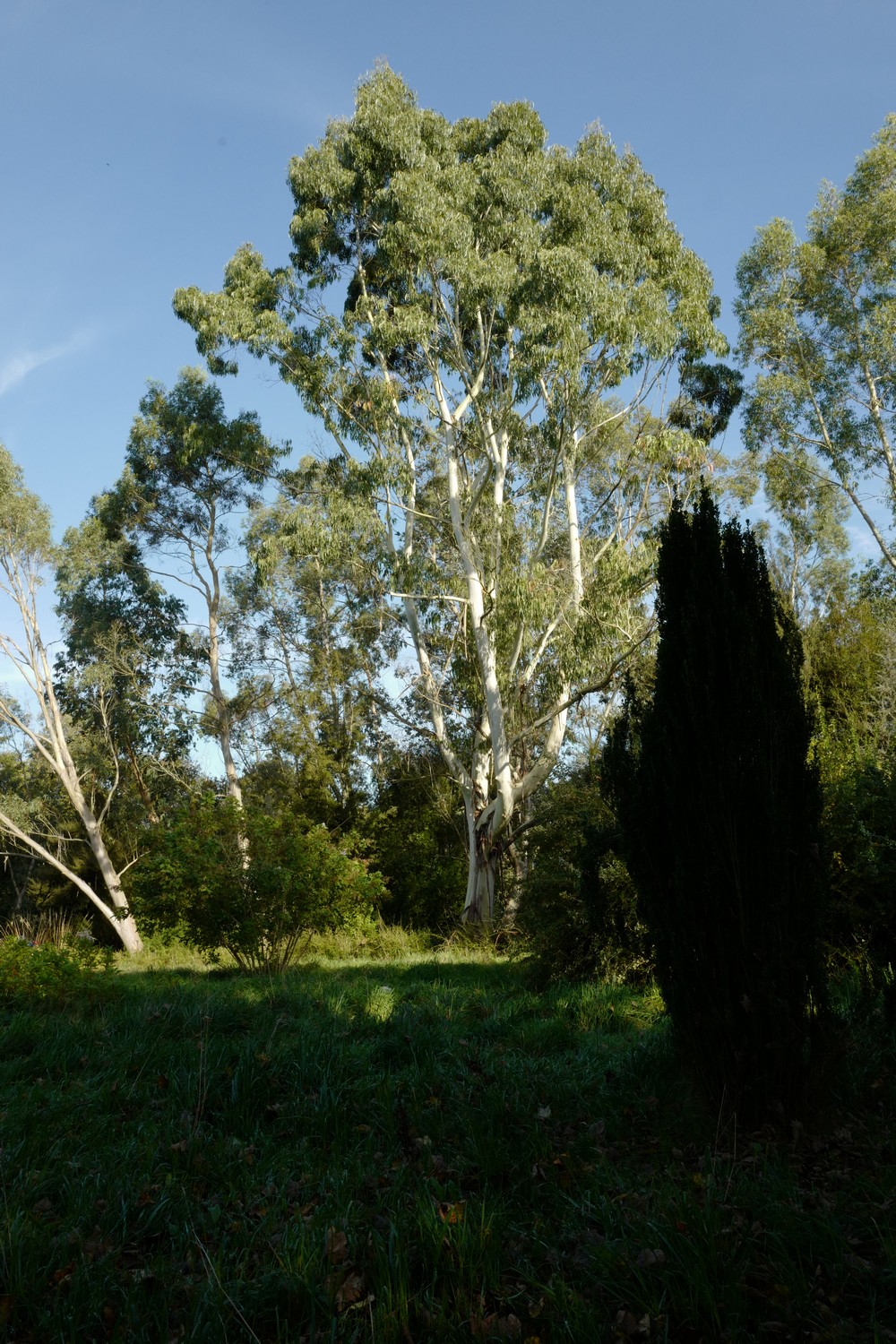 Eucalyptus pauciflora niphophila