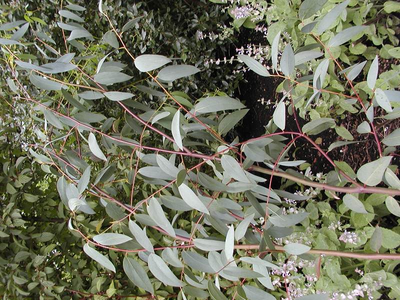 Eucalyptus pauciflora