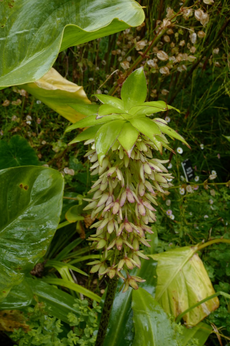 Eucomis bicolor