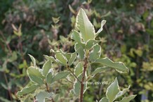 Eucryphia nymansensis 'Nymans Silver'