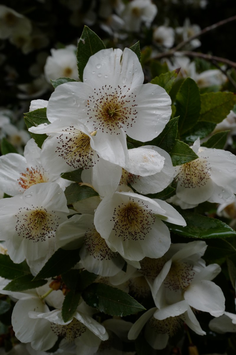 Eucryphia nymansensis 'Nymansay'