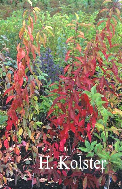 Euonymus bungeanus 'Fireflame'
