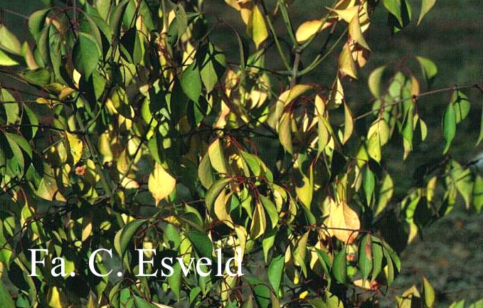 Euonymus bungeanus 'Pendulus'