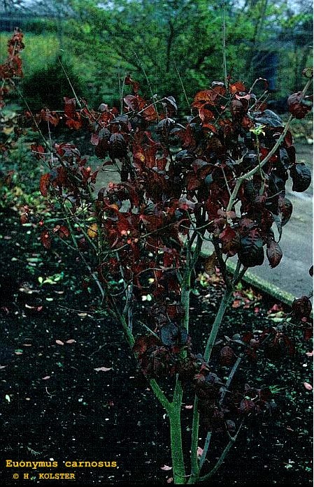 Euonymus carnosus 'Trompenburg Lustre'