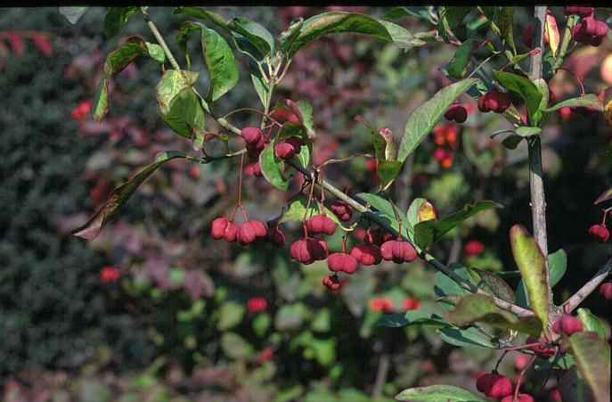 Euonymus europaeus 'Red Cascade'
