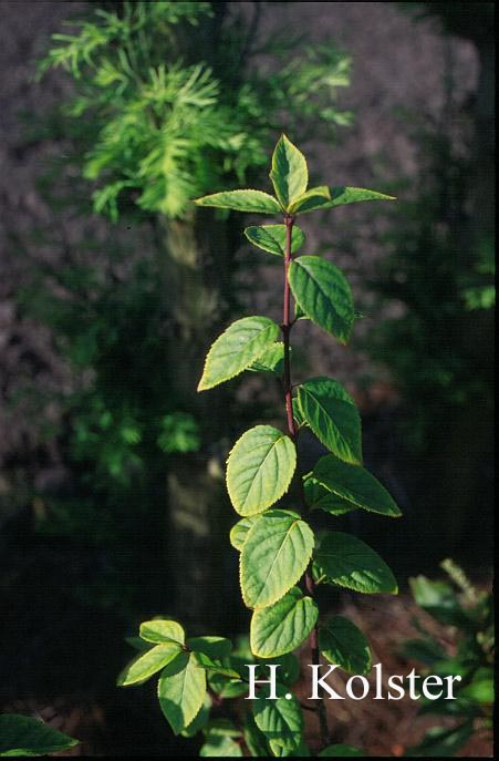 Euonymus fimbriatus