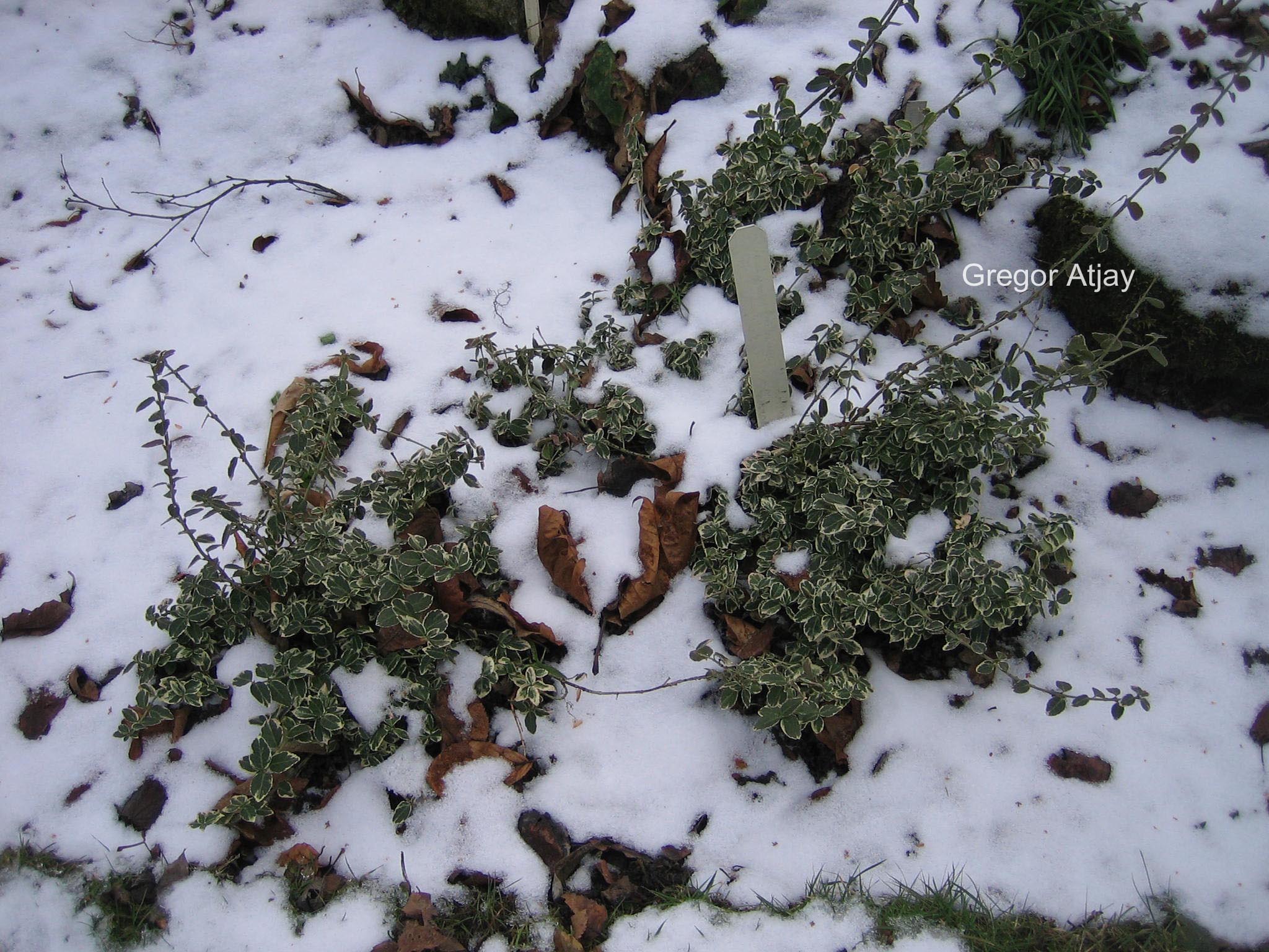 Euonymus fortunei 'Gaiety Silver'