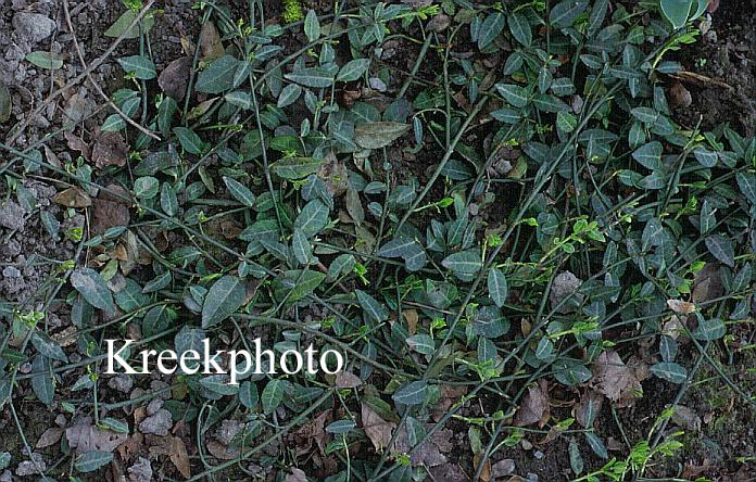 Euonymus fortunei 'Tustin'