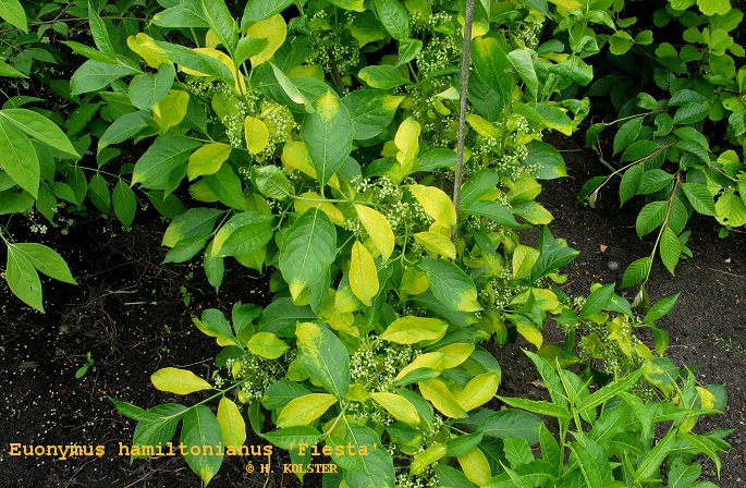 Euonymus hamiltonianus 'Fiesta'