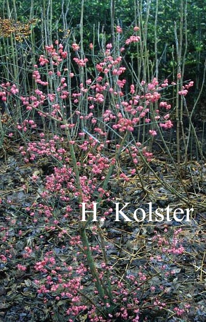 Euonymus hamiltonianus 'Pink Delight'