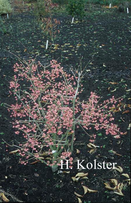 Euonymus hamiltonianus 'Poort Bulten'