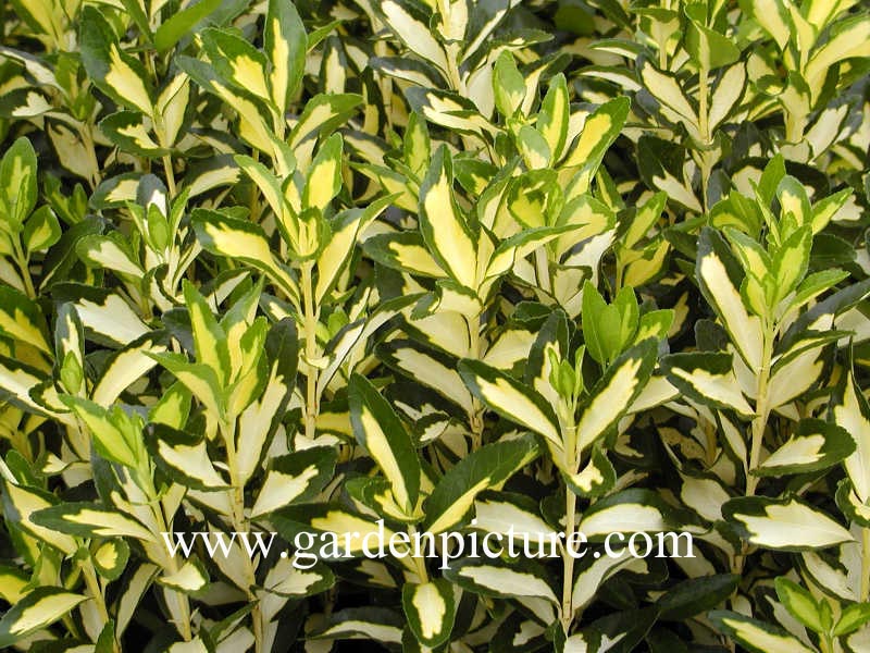 Euonymus japonicus 'Aureus'
