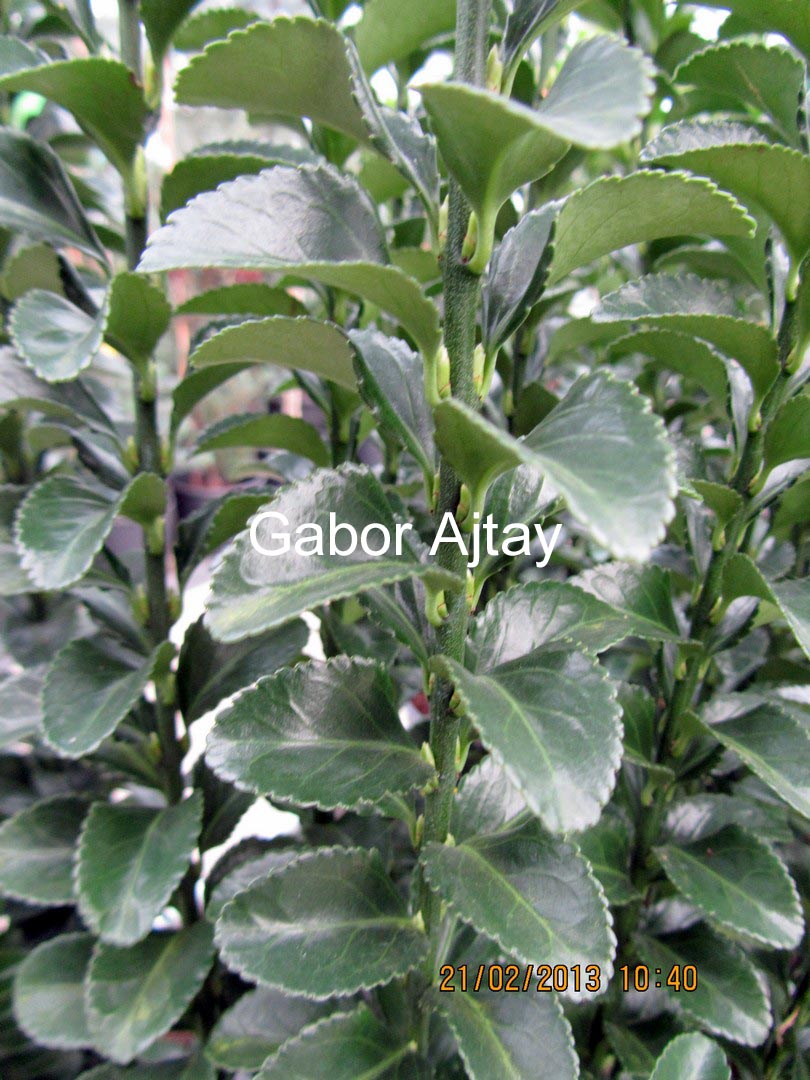 Euonymus japonicus 'Green Rocket'