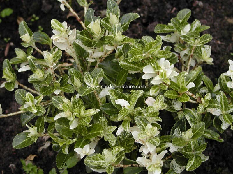 Euonymus japonicus 'Heespierrolino' (PIERROLINO)