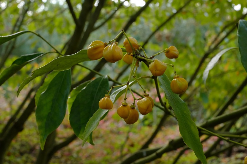 Euonymus myrianthus