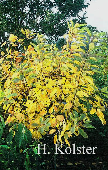 Euonymus obovatus