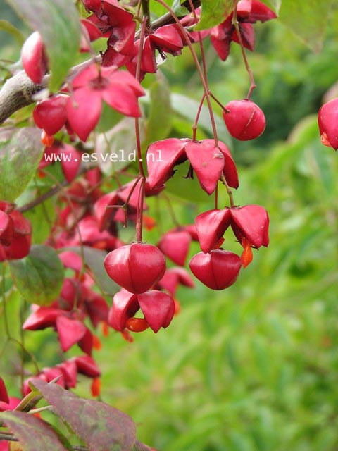 Euonymus planipes 'Dart's August Flame'