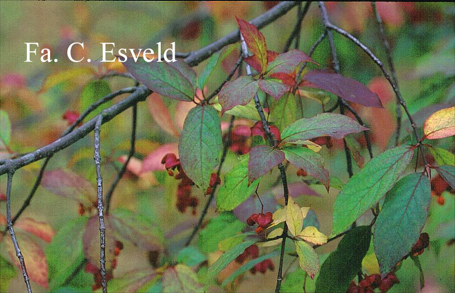 Euonymus sachalinensis