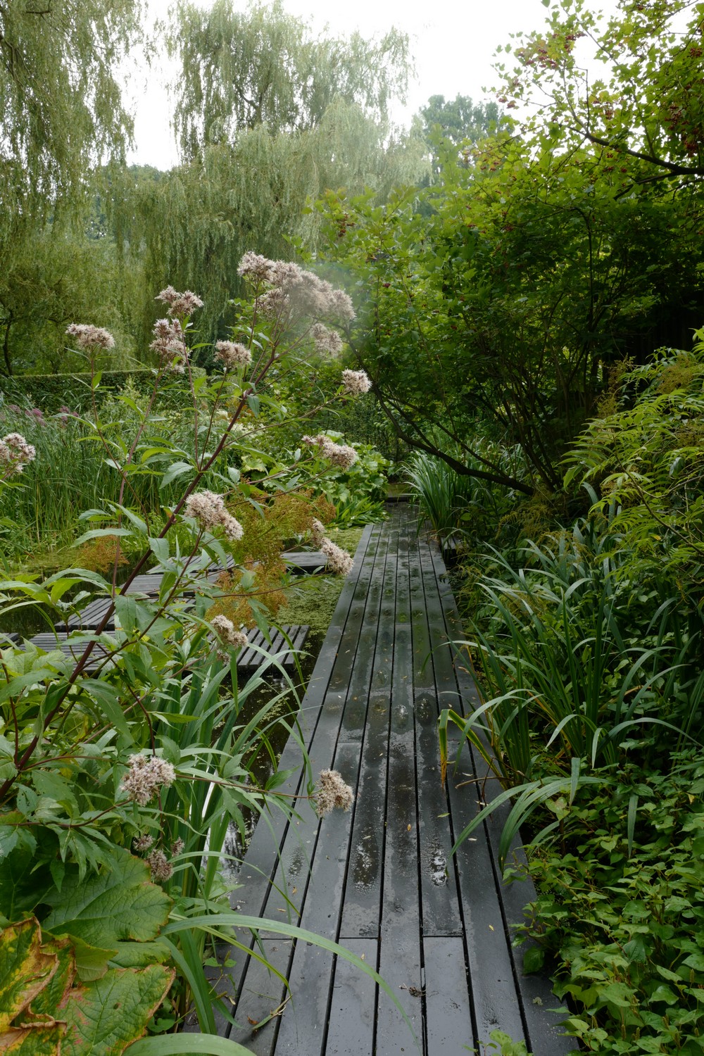 Eupatorium cannabinum