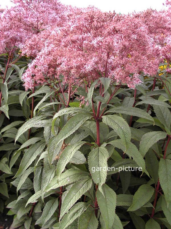 Eupatorium maculatum 'Glutball'