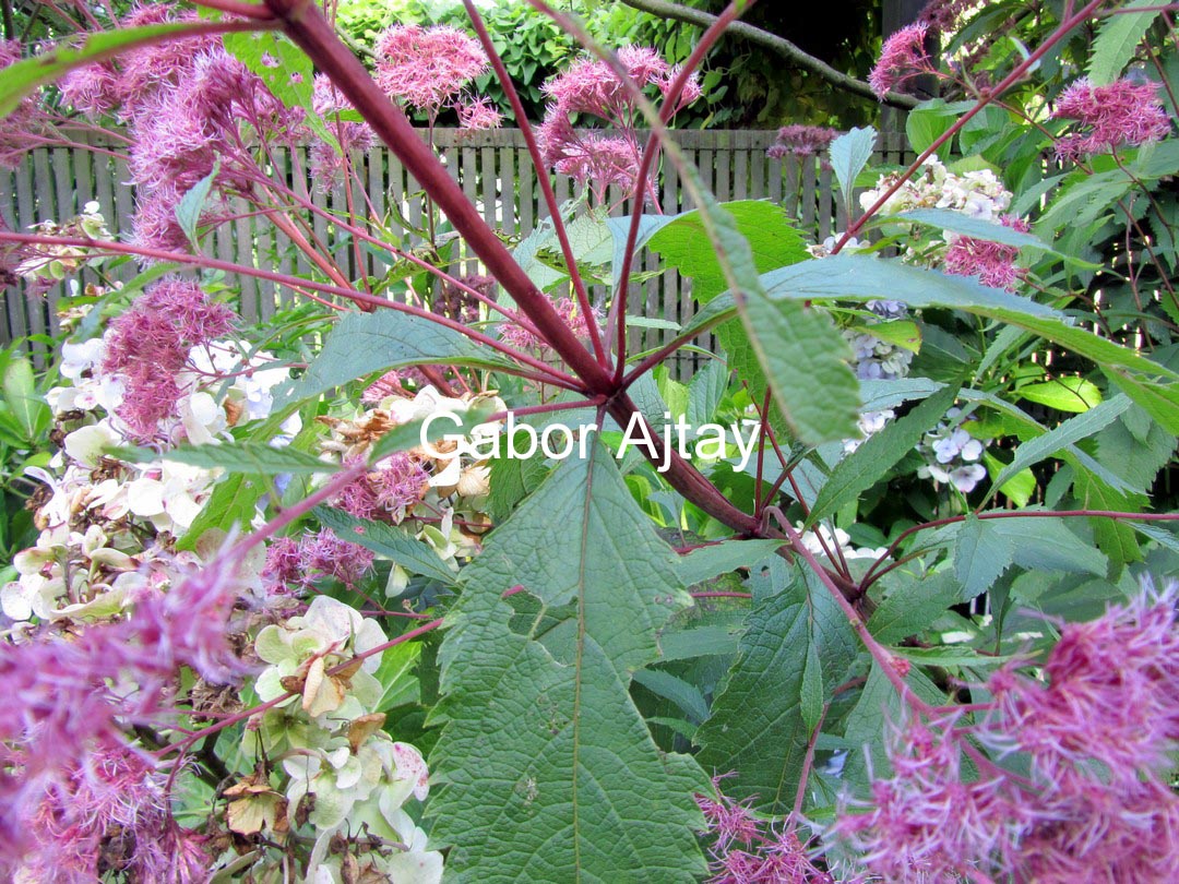 Eupatorium maculatum 'Purple Bush'