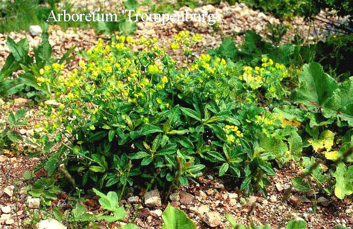 Euphorbia amygdaloides