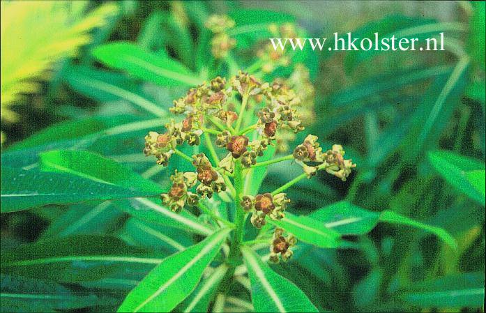 Euphorbia mellifera