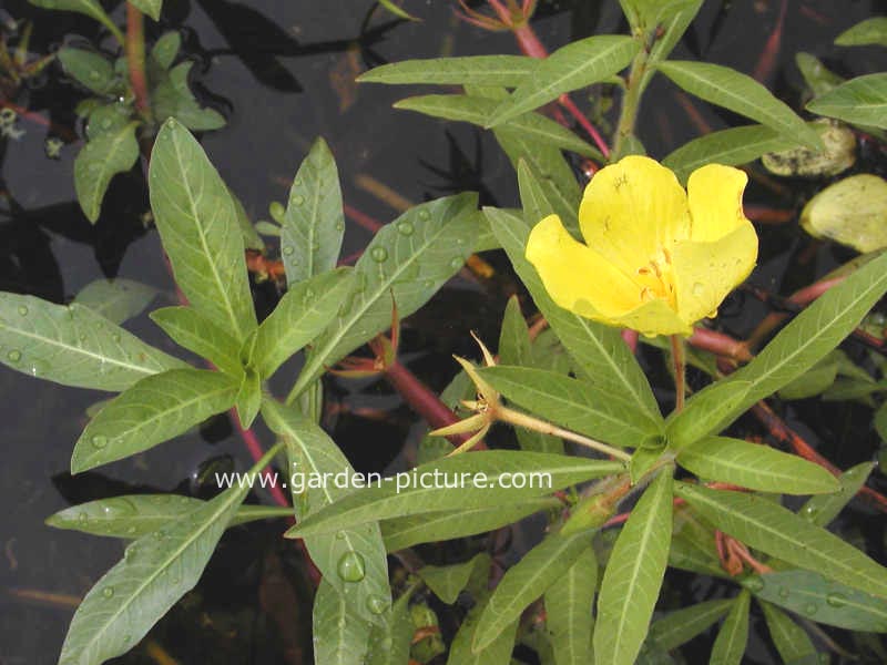 Euphorbia palustris