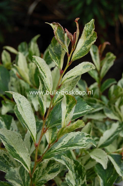 Eurya japonica 'Zansetsu'