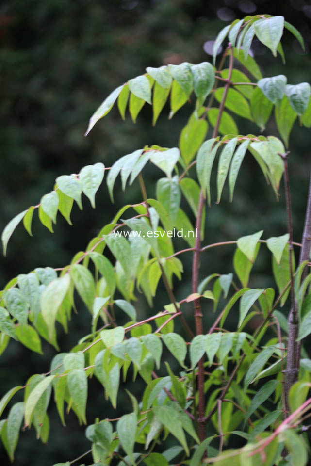Euscaphis japonica