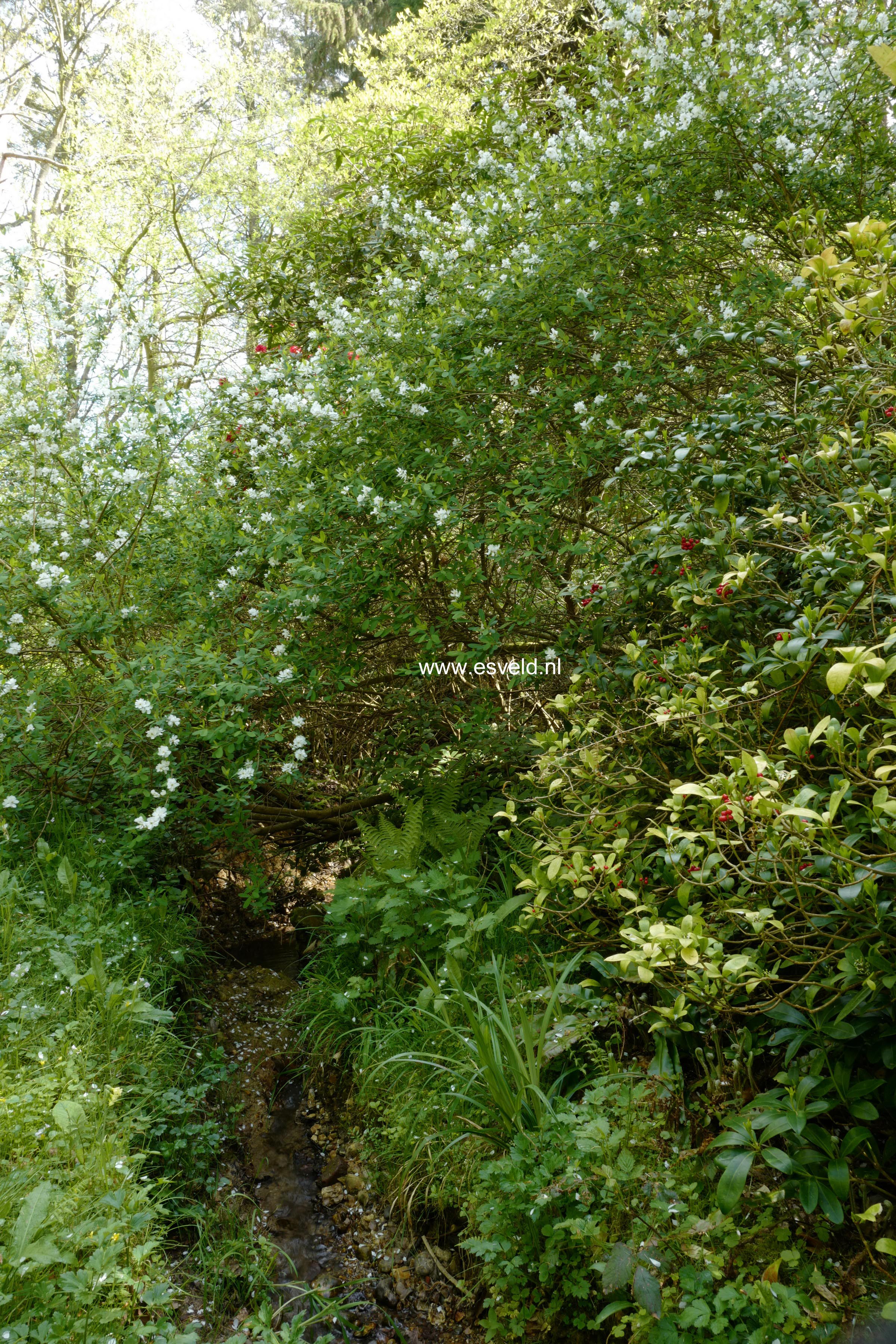 Exochorda macrantha