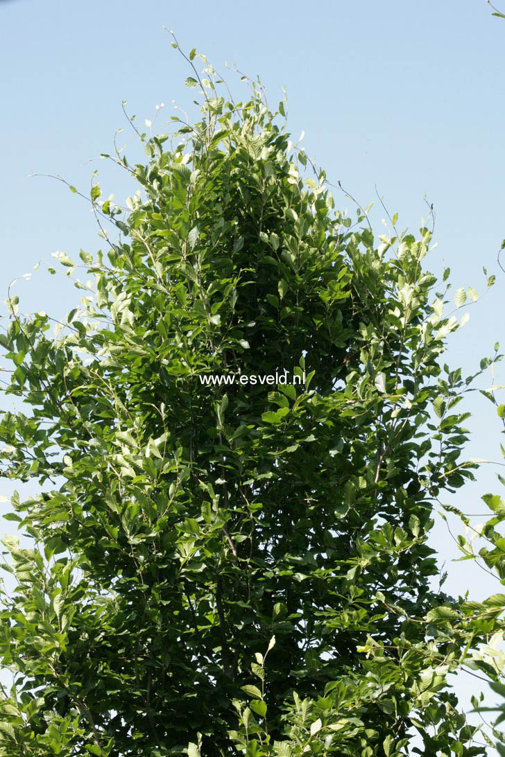 Fagus orientalis 'Iskander'