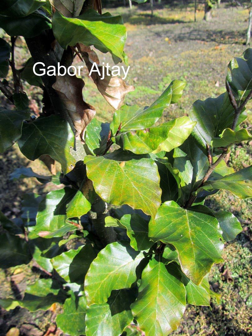 Fagus sylvatica 'Anniek'