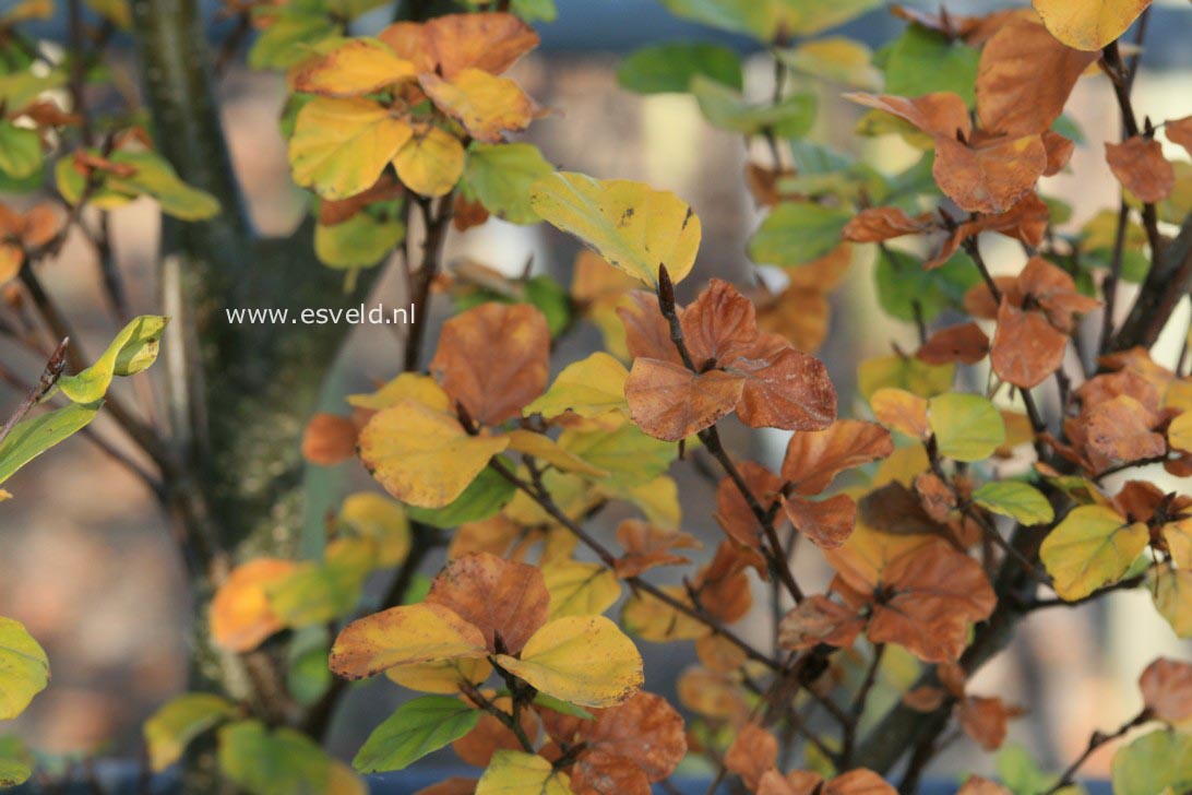 Fagus sylvatica 'Cockleshell'