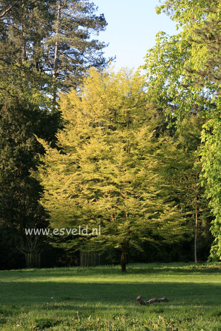 Fagus sylvatica 'Laciniata'